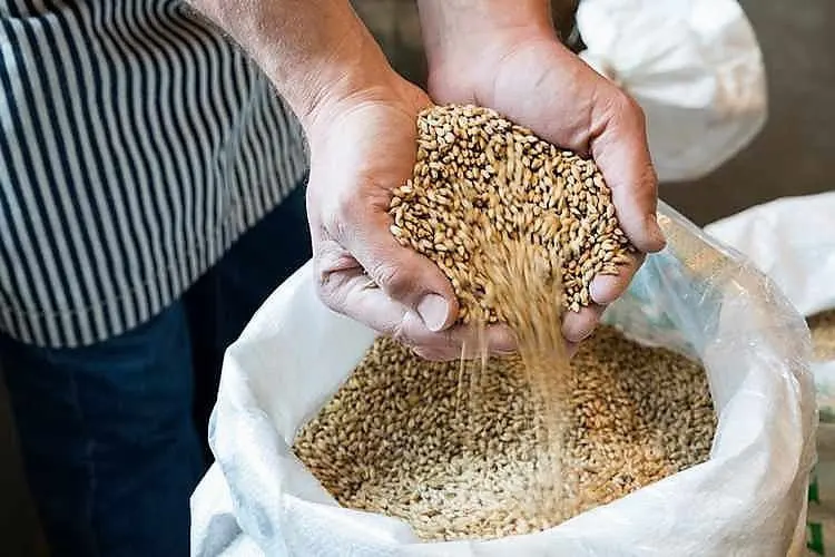 China to hit Australian barley with 80.5% tariffs from May 19