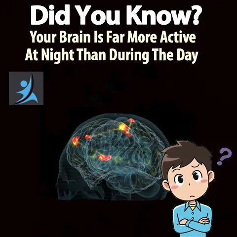 Do You Know That Your Brain is More Active At Night Than Day Time