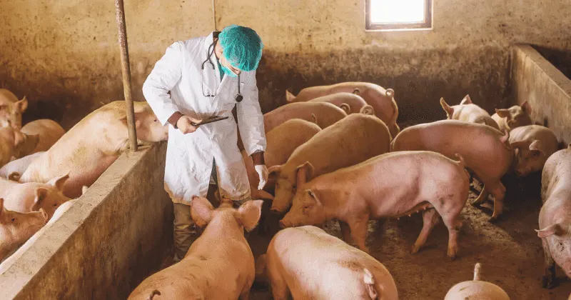 Doing spray and checking pigs health
