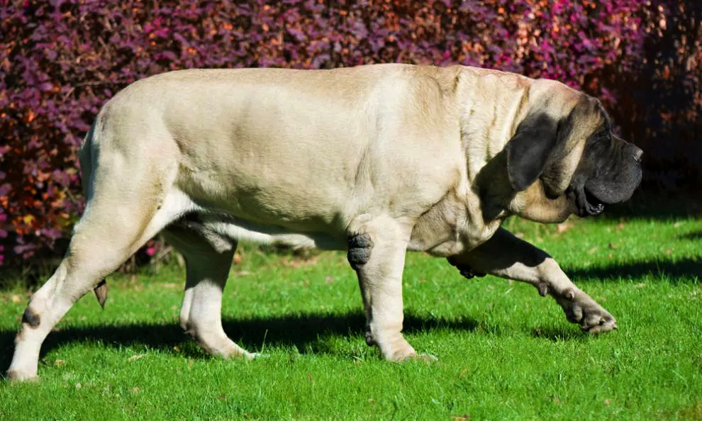 English mastiffs have set the record for heaviest dog ever recorded