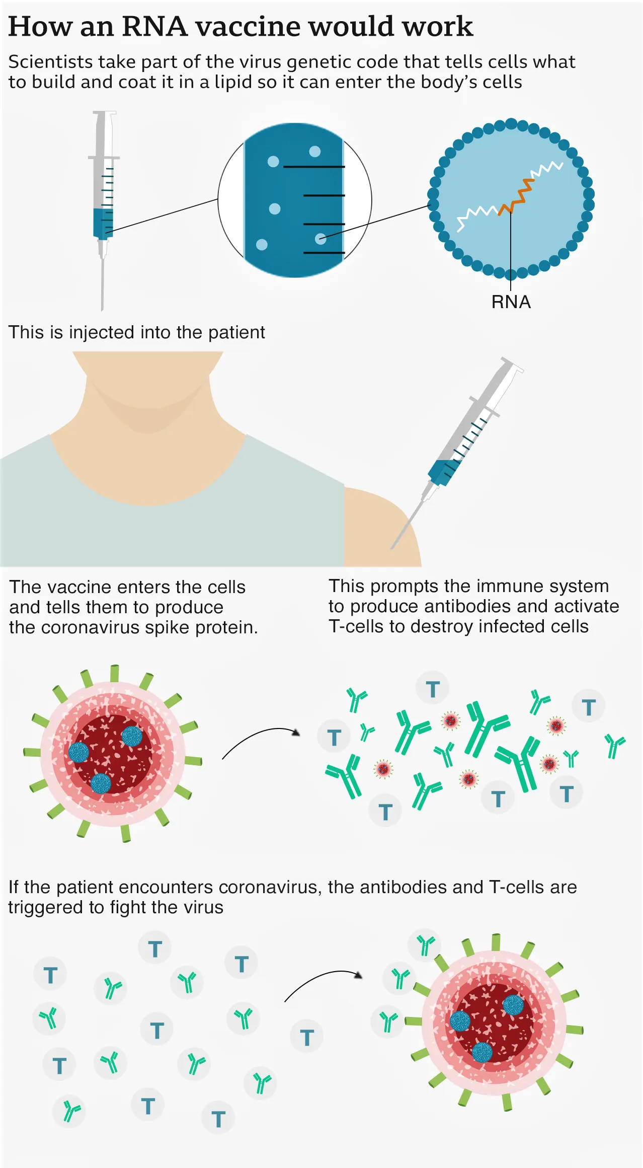 how coronavirus affects the human being