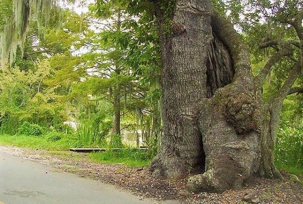 Mother tree by the side of the road