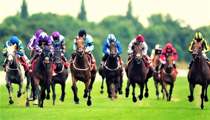 Number Of Horses Placed In A Race