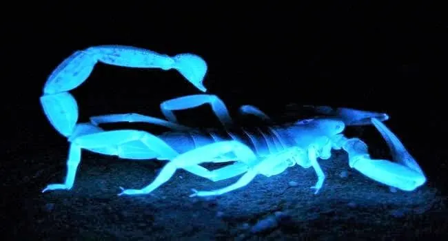 Scorpio venom is used for cure of rheumatoid arthritis