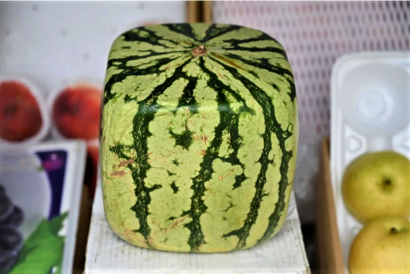 square watermelon in Japanese market