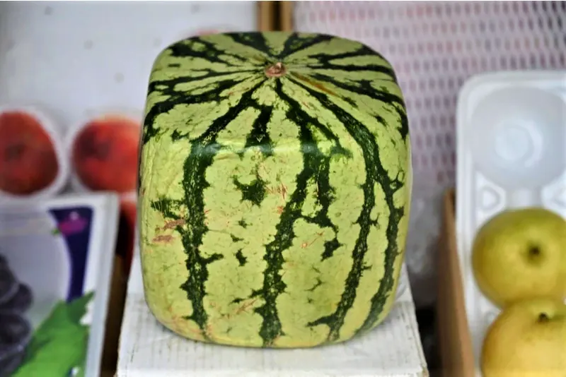 square watermelon in Japanese market