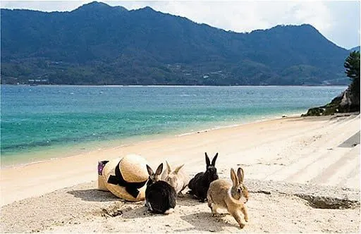 The Gateway to Rabbit Island, it also has a beach at there