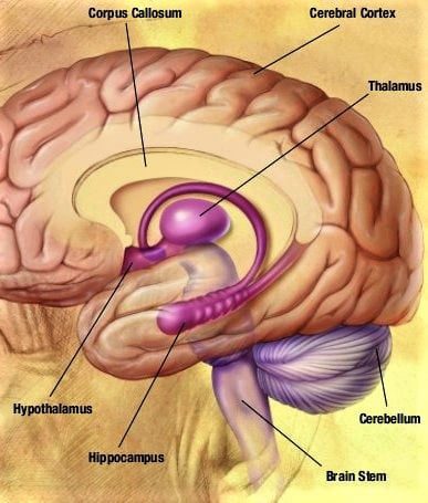 The Internal parts of a human brain with signs and names