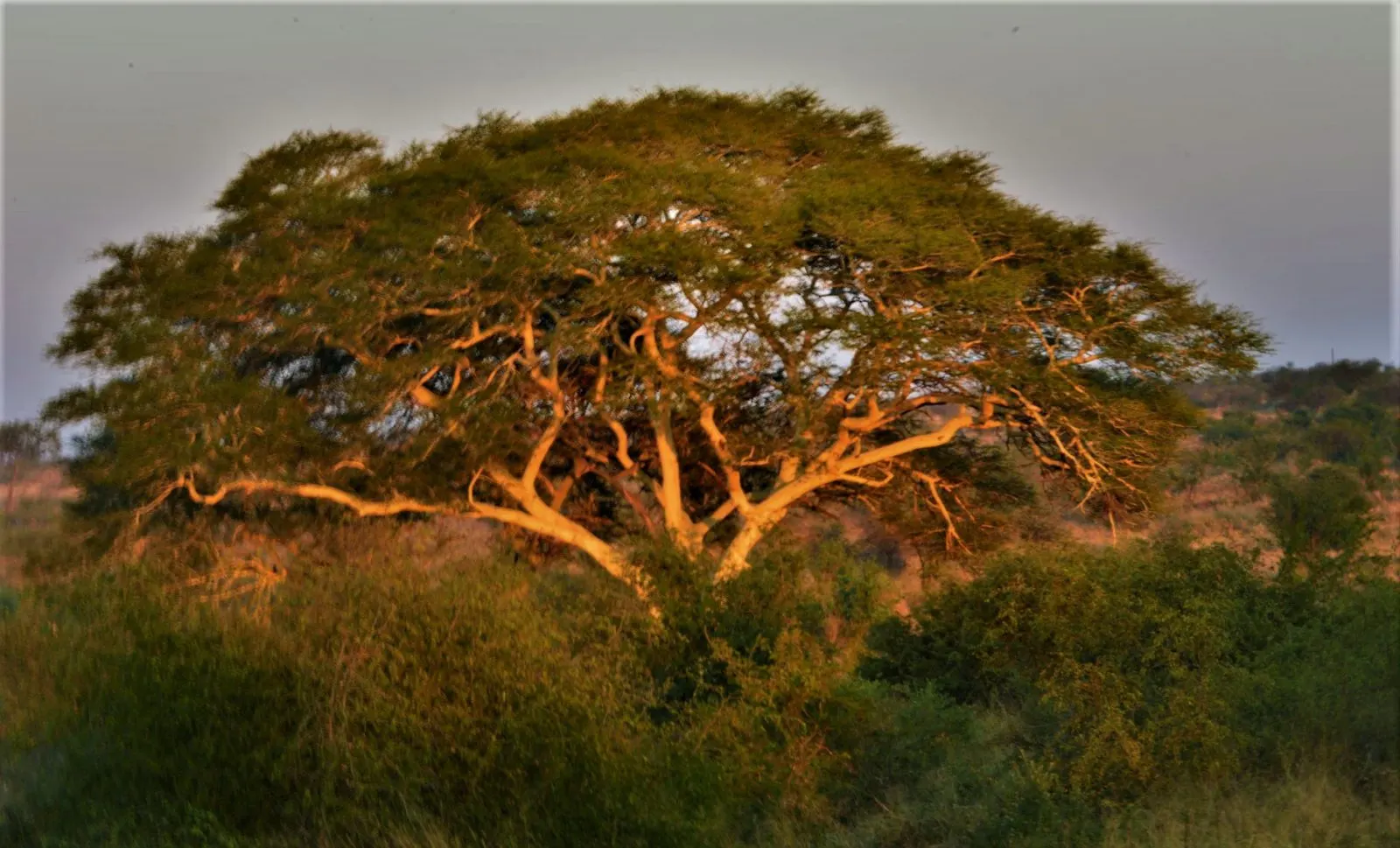 The Trees Are the Real Super-heroes