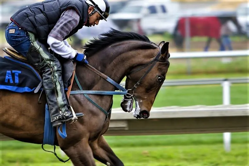 Why Horse Racing is Cruel, a tough question for the player to control the horse at the race track