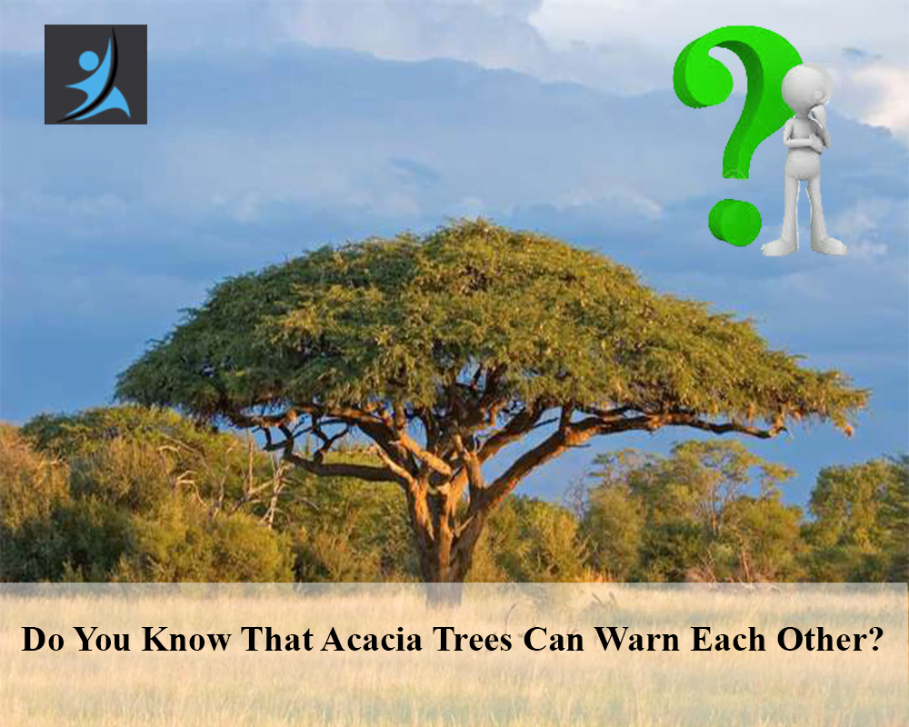 Do you know that Acacia trees can warn each other