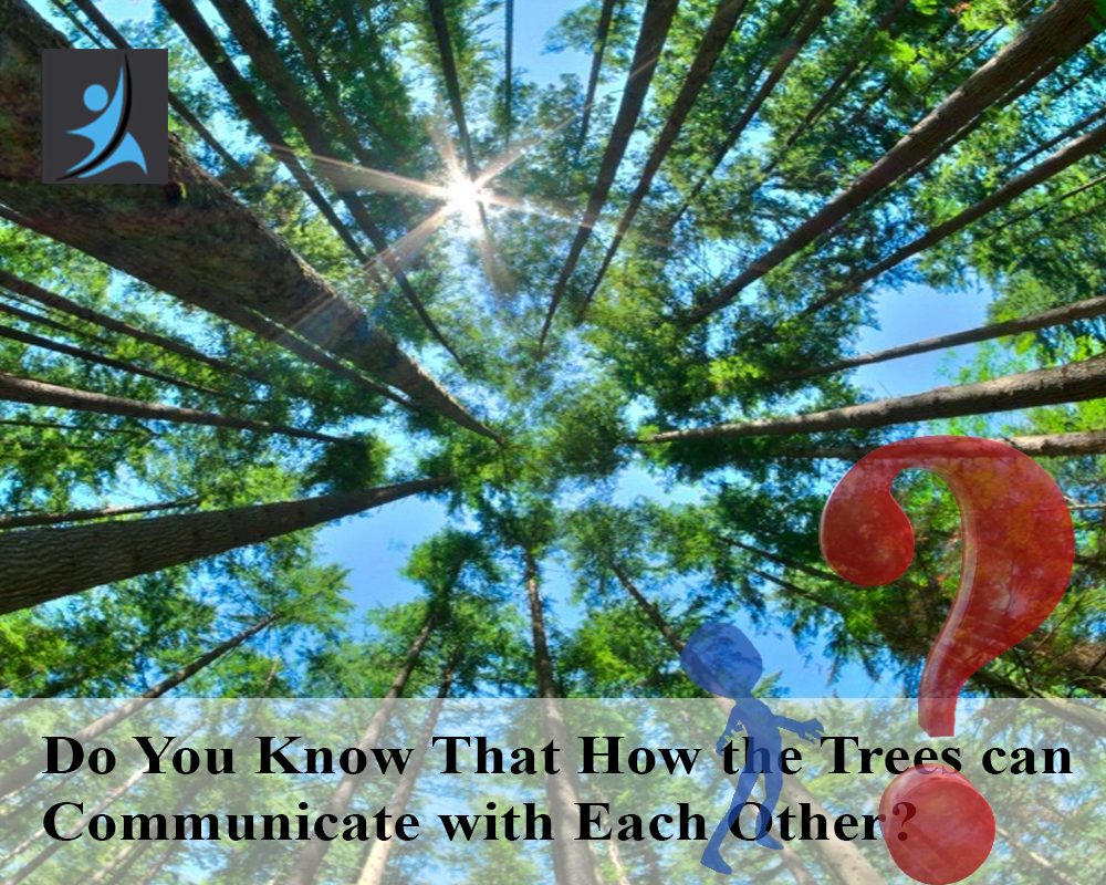 Do You Know That Trees Can Communicate With Each Other?