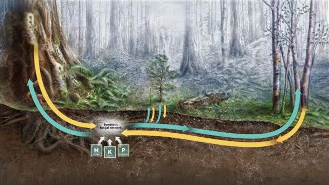 How Trees Secretly Talk to Each Other in the Forest