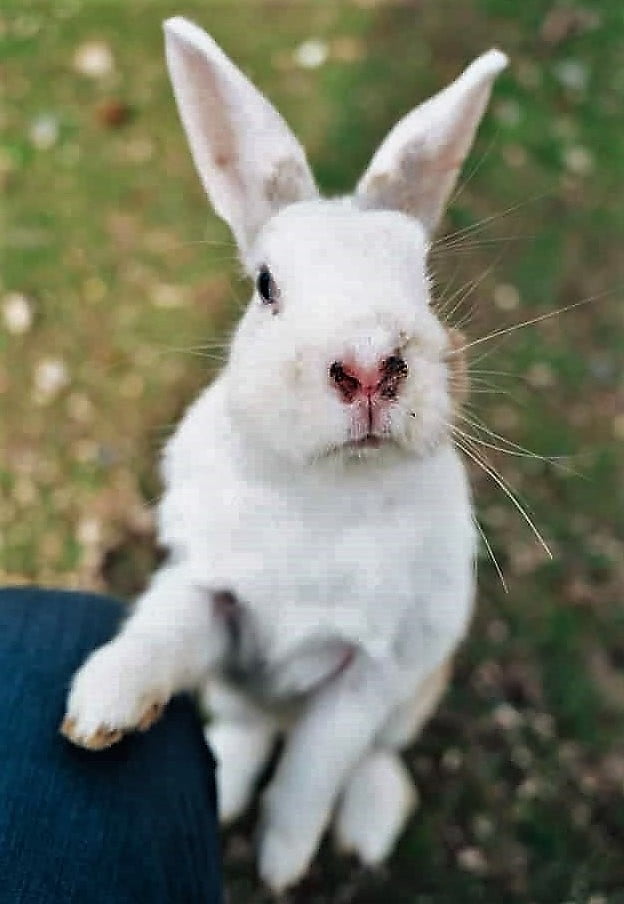 Japan's Rabbit Island Is A Budget Day Trip From Hiroshima