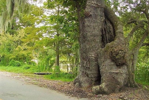 Mother tree by the side of the road