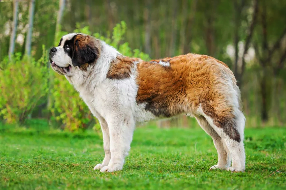 Saint Bernards are big, fluffy and easy-going companions