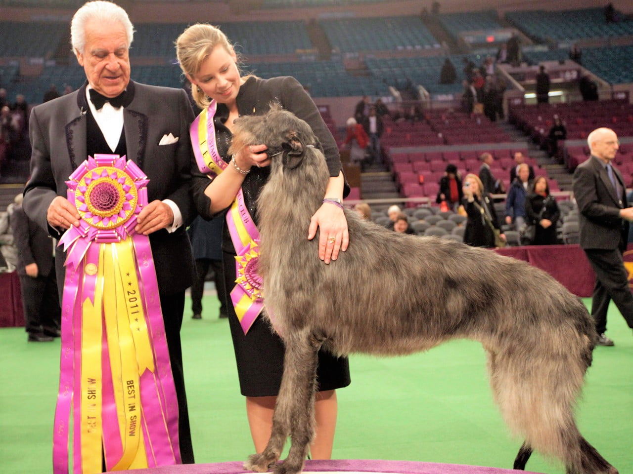 Scottish Deerhound Snaps Westminster Streak of Small-Dogs winner