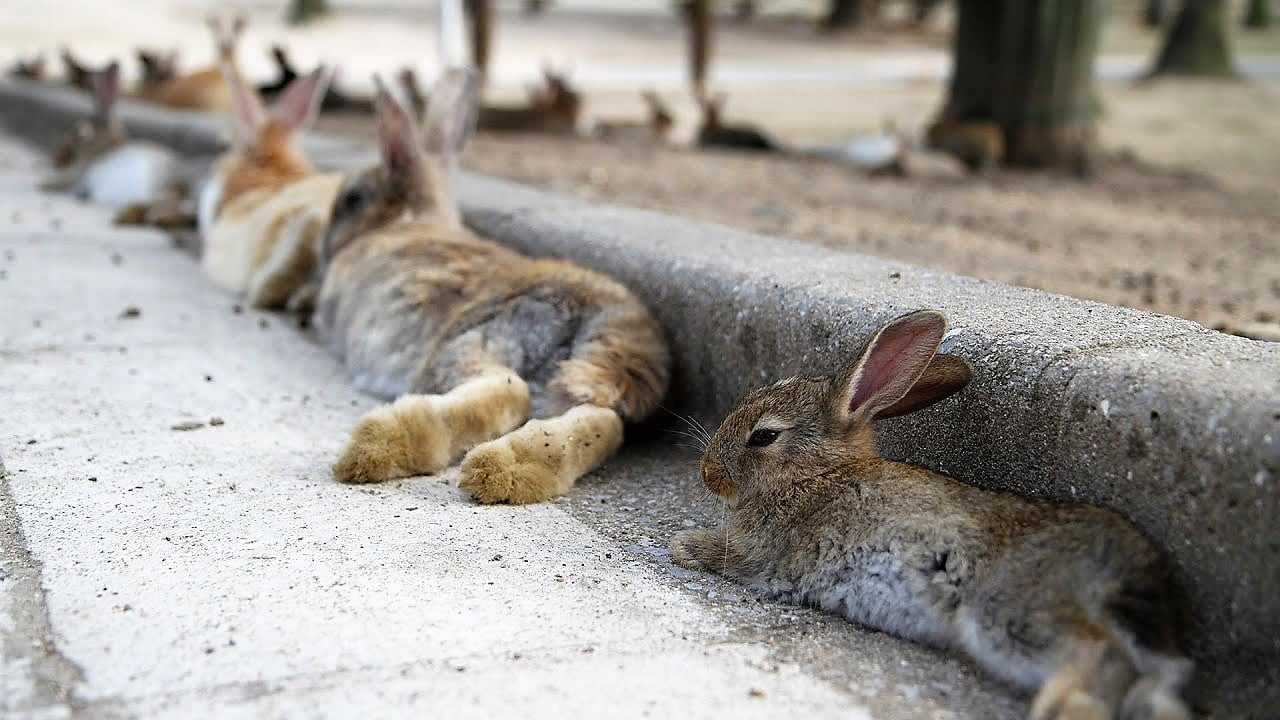 The Dark History of Japan's Rabbit Island