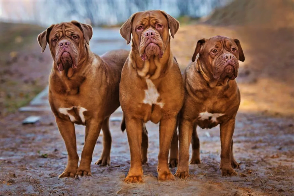 The Dogue de Bordeaux was the breed of dog that starred alongside Tom Hanks in the film 'Turner and Hooch.'
