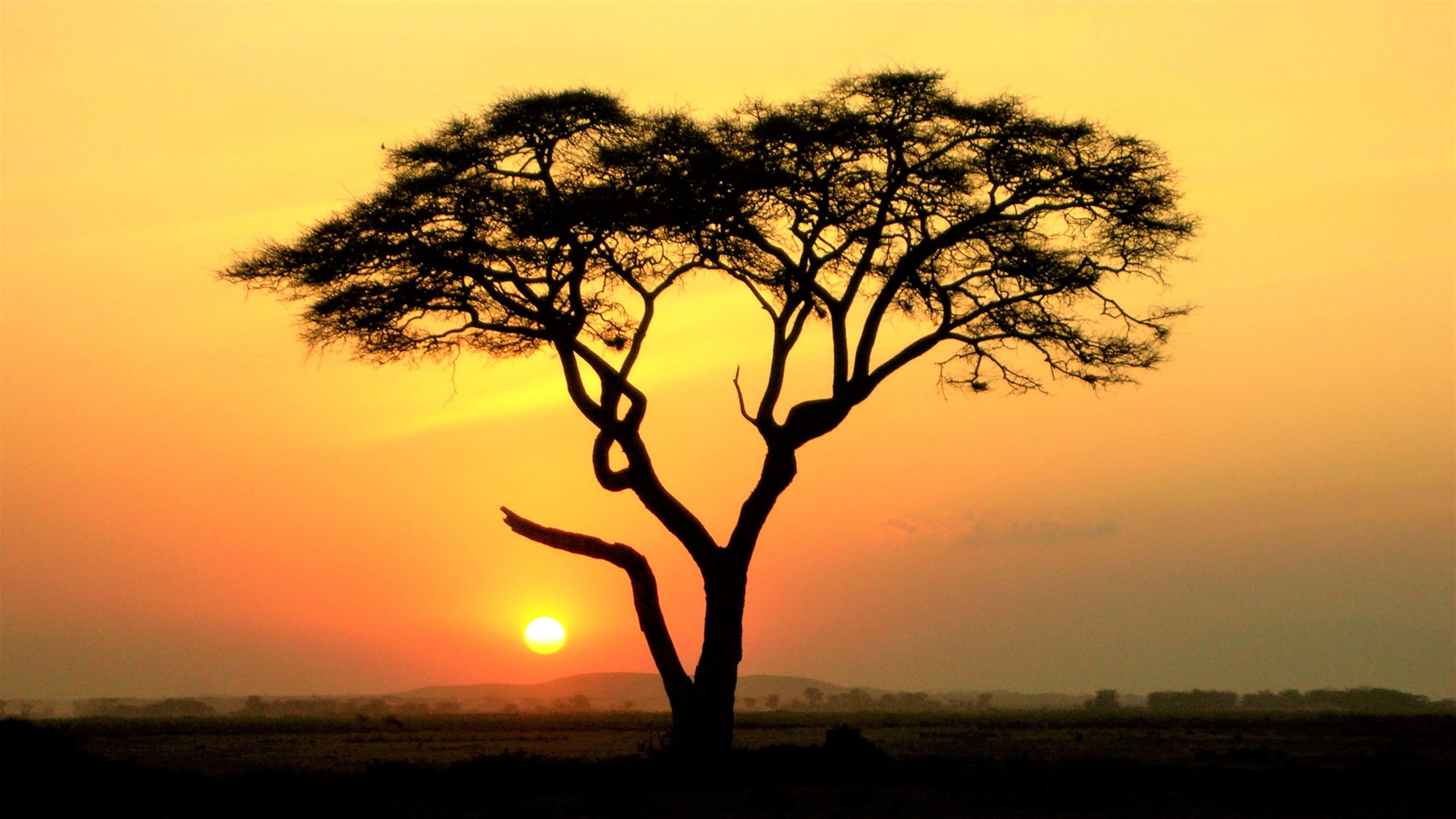 The Incredible Acacia Tree Phenomenon