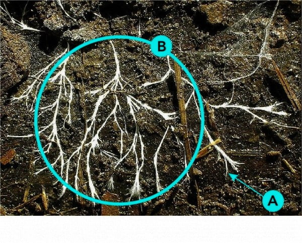 Thin fungal hyphae (A) form branching mycelium networks (B) (Let’s Talk Science using an image by TheAlphaWolf