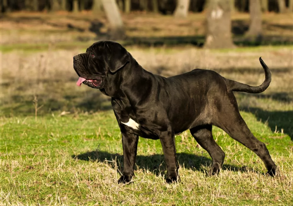 This breed comes in several colors including black, blue, mahogany and tawny.