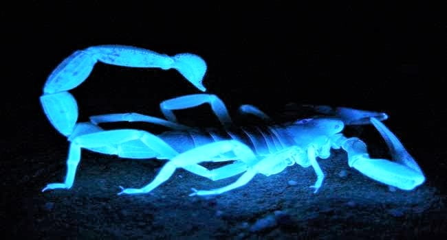 Scorpio venom is used for cure of rheumatoid arthritis